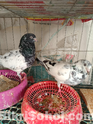 এক জোড়া কালো গোলা কবুতর (pigeon)